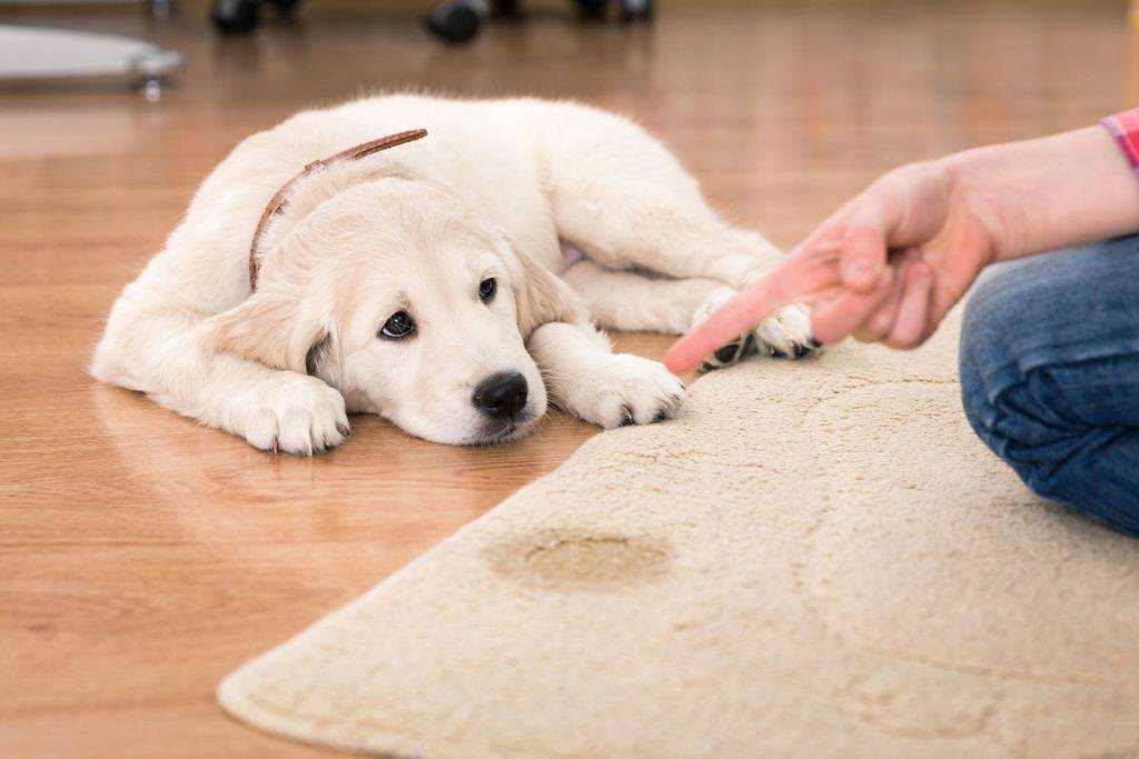 10 способов как отучить щенка и собаку метить углы в дома