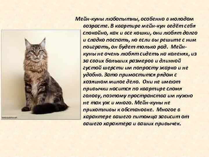 Мейн кун особенности содержания и характера. Кошки породы Мейн кун описание. Порода Мейн кун описание породы характер. Порода Мейн описание кун описание. Мейн куны порода кошек описание.