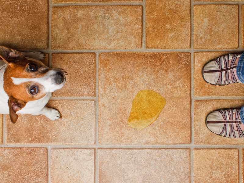 Как отучить собаку гадить в неположенном месте: совет специалиста
