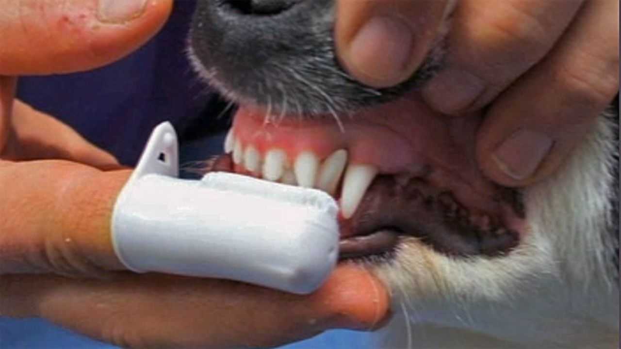 Почему у собаки пахнет изо. Как делают чистку зубов собаке ультразвуком.
