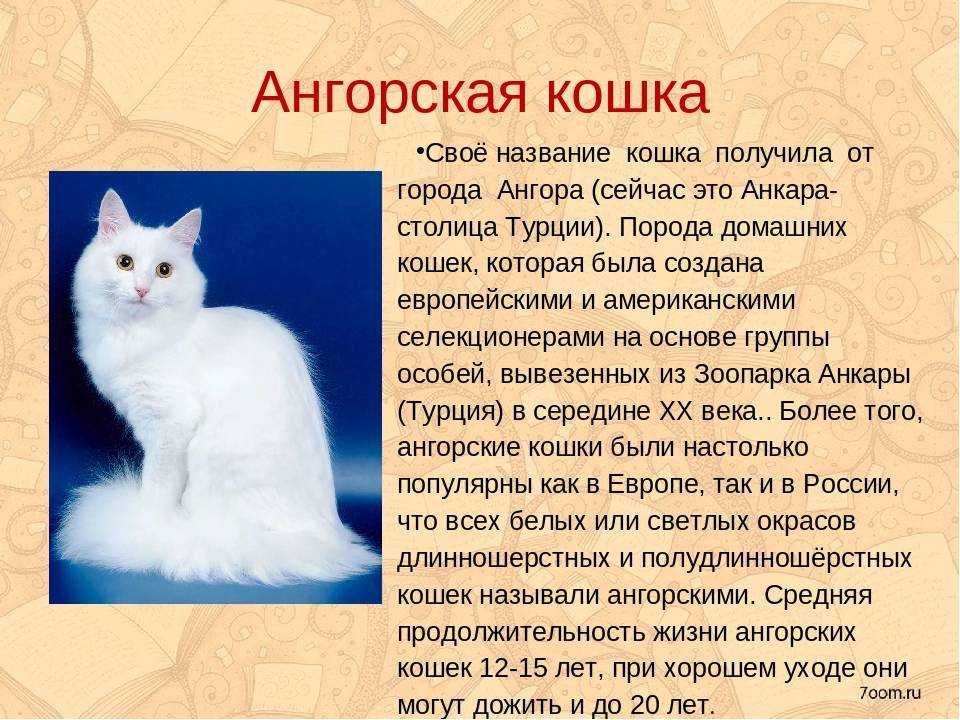 Характер имени кошки