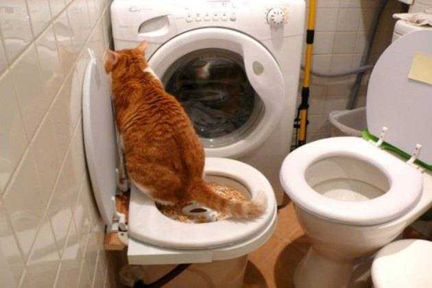 Котенок перестал ходить в туалет по большому