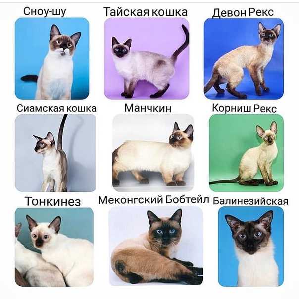 Редкие породы кошек: карельский бобтейл, калифорнийская сияющая кошка и другие
