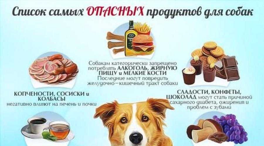 Можно собакам конфеты. Запретные продукты для собак. Еда для собак список. Какие продукты нельзя давать собакам. Список запрещенных продуктов для собак.