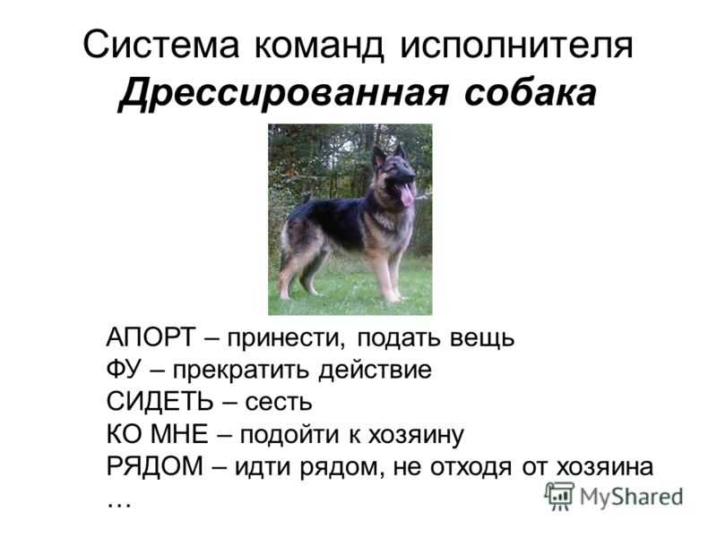 ᐉ как приучить собаку оставаться на месте - ➡ motildazoo.ru