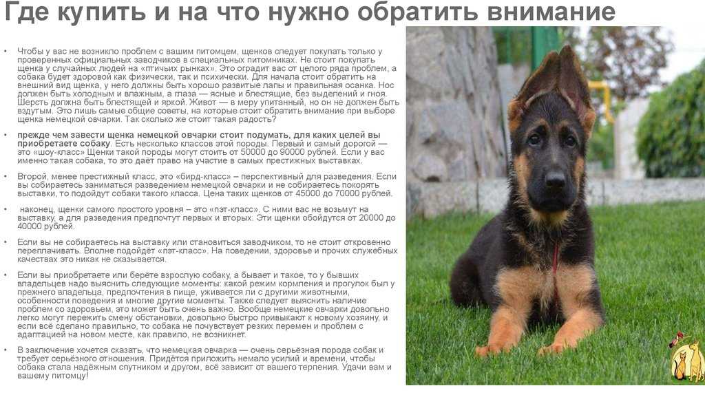 Собаки породы бриар: характер, здоровье, уход | блог ветклиники "беланта"