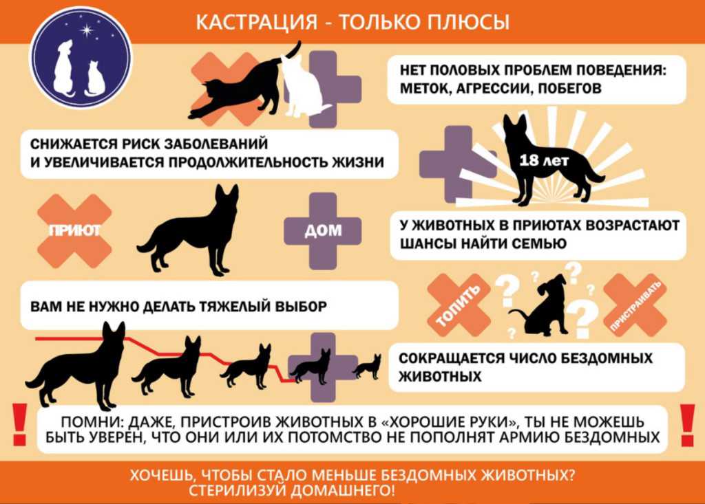 Крипторхизм у котов