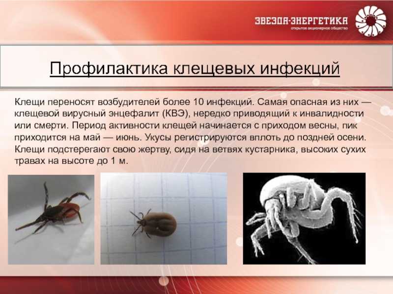 Укусил клещ: что делать?
