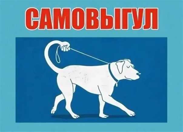 Выгул собак в 2022 году - новые законы и правила