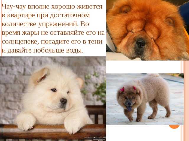 Выбор щенка чау-чау - собаки тоже наши дети - страна мам