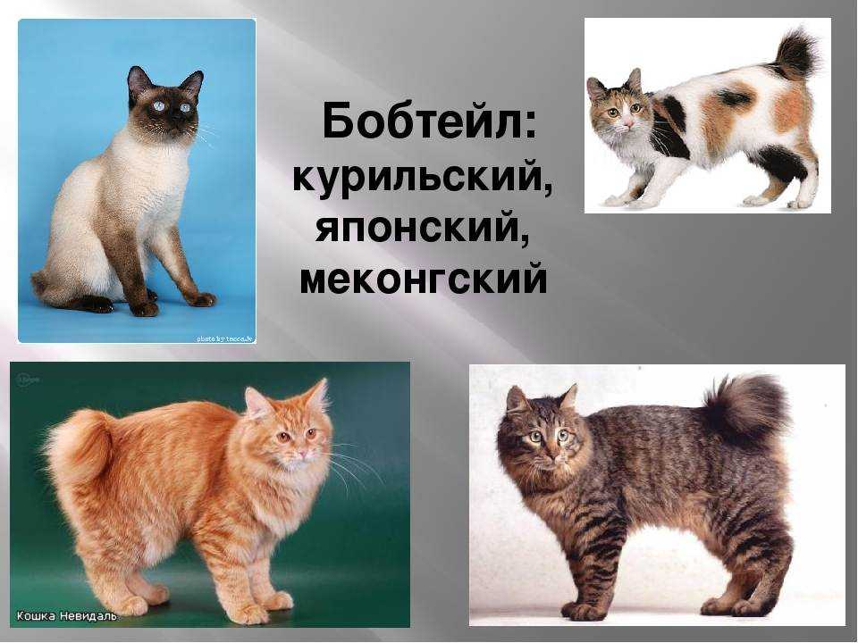 Курильский бобтейл