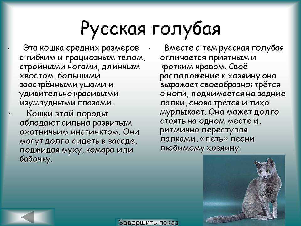 Русская голубая кошка: особенности содержания породы — domovod.guru