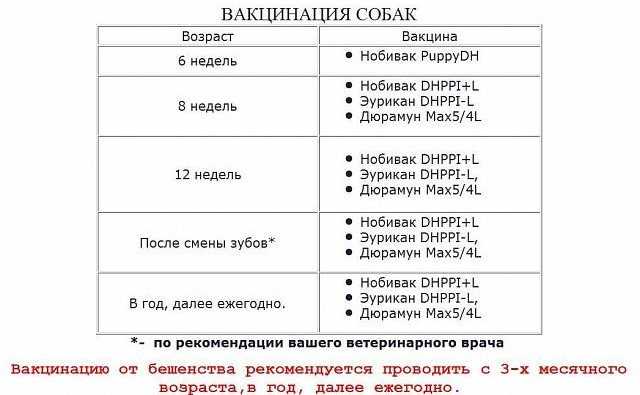 Прививки щенкам │ какие первые прививки нужны щенку │ до и после процедуры