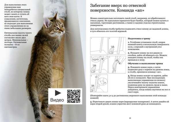 Учим кошку выполнять 8 команд: маленькие секреты и хитрости | ваши питомцы