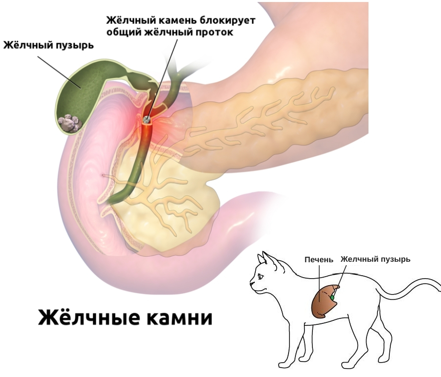 Фосфоглив при жировом гепатозе: лечение гепатоза лекарственным препаратом
