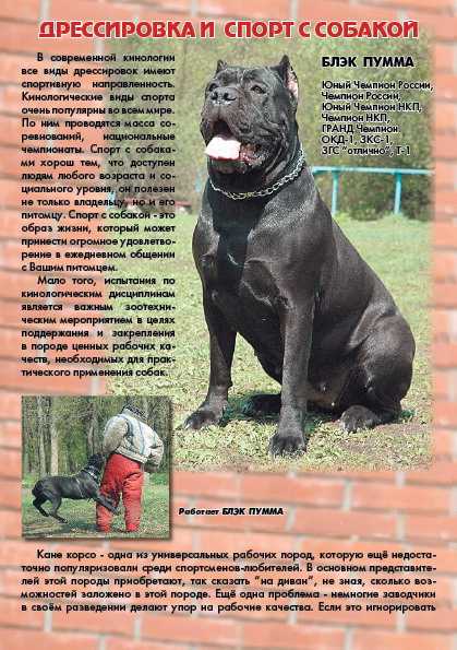 Кане-корсо