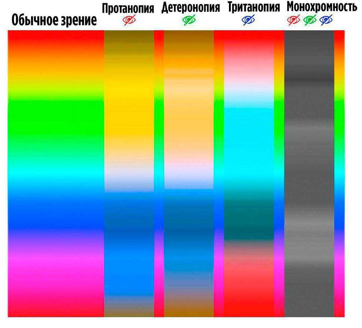 Как видят собаки окружающий мир: в темноте, цвета, людей