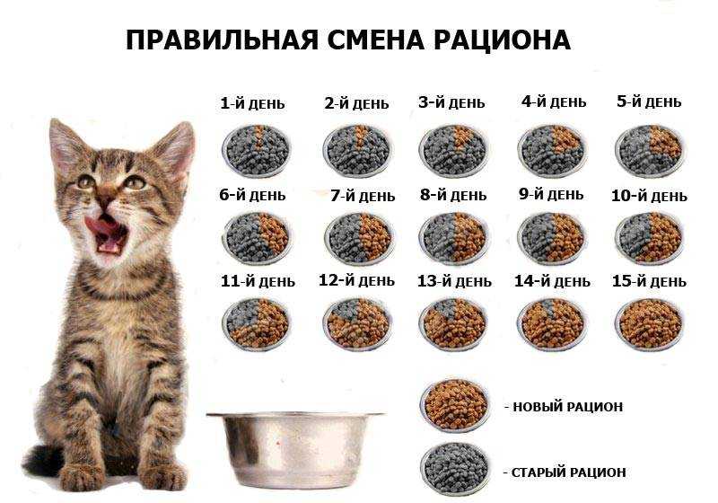 Ваш котёнок: забота и уход в первые месяцы жизни