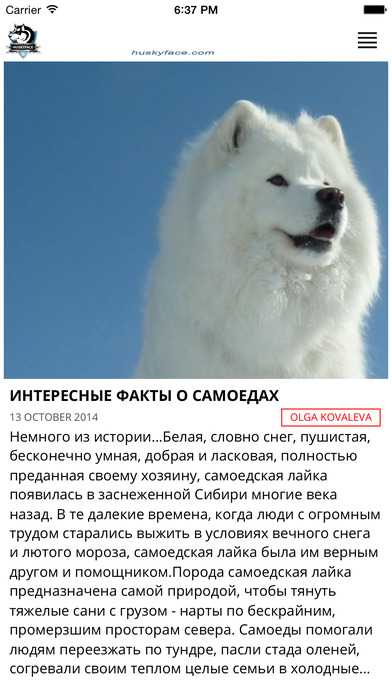 Самоедская лайка: история, характер, особенности содержания и ухода (+ фото и видео)