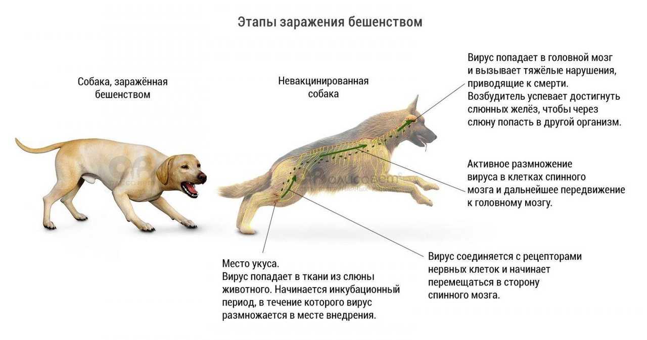 Как подготовить собаку к прививке