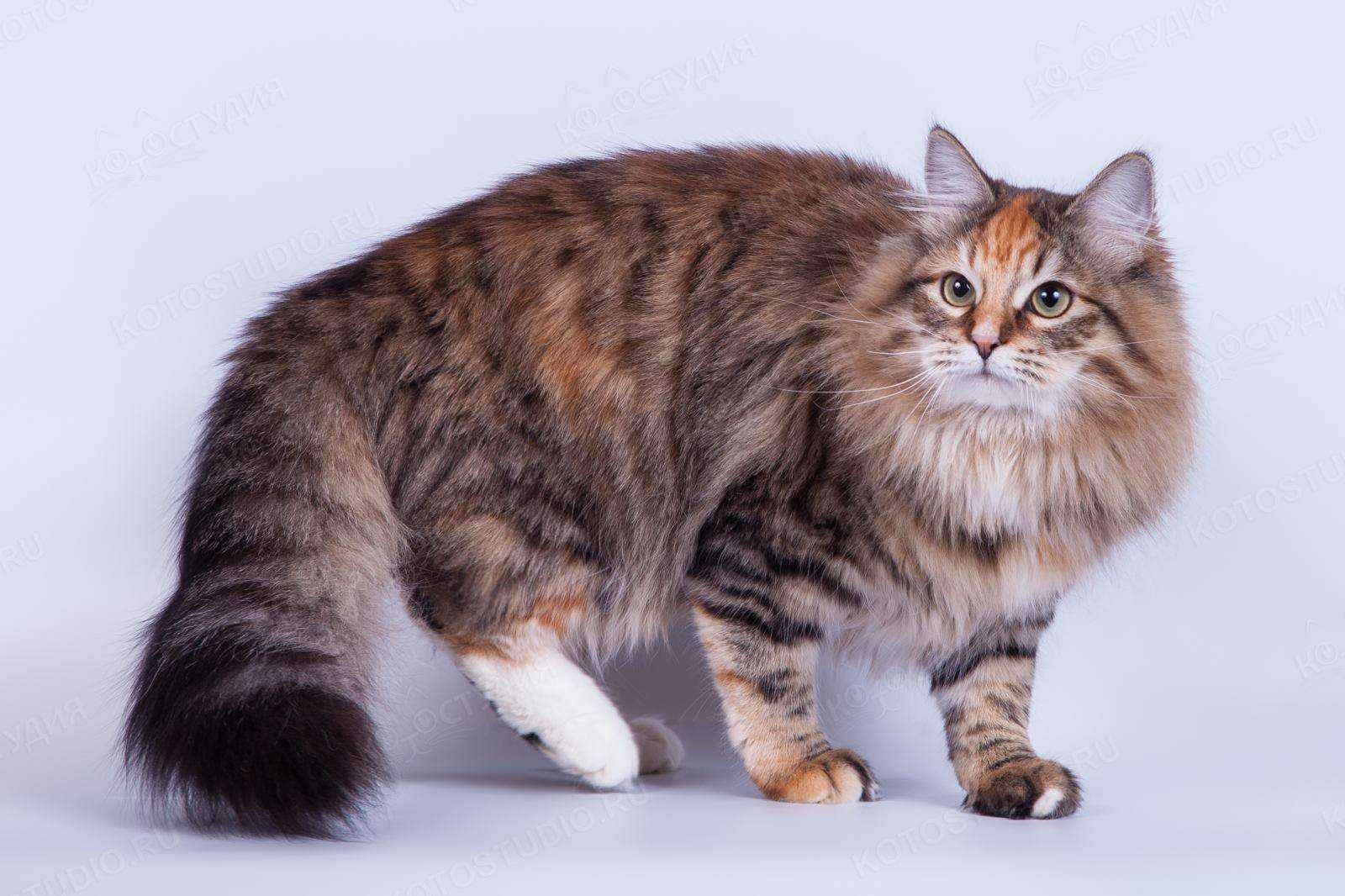 Окрасы сибирских кошек с фото