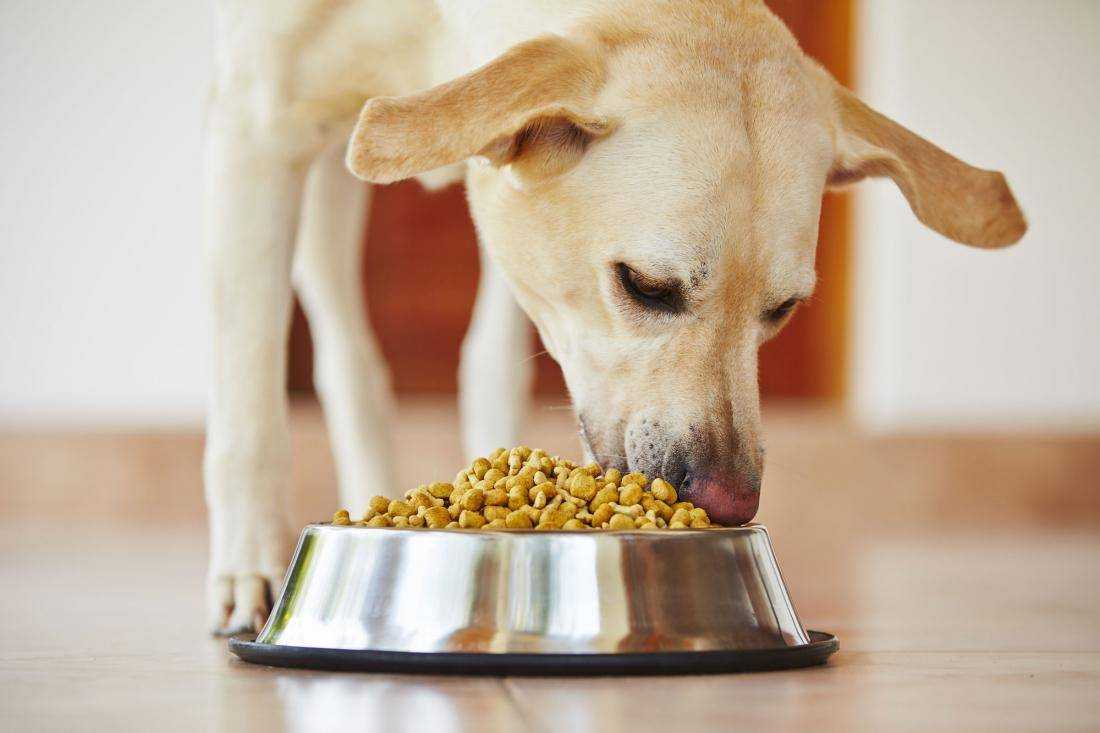 Кормить собаку печенью. Животные и еда. Корм для собак. Еда для животных. Собака кушает.