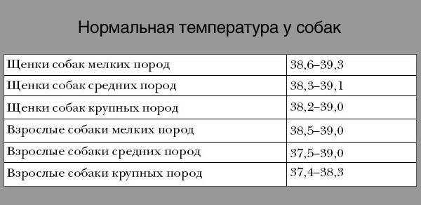 Температура тела — важный показатель физиологии собаки | блог ветклиники "беланта"