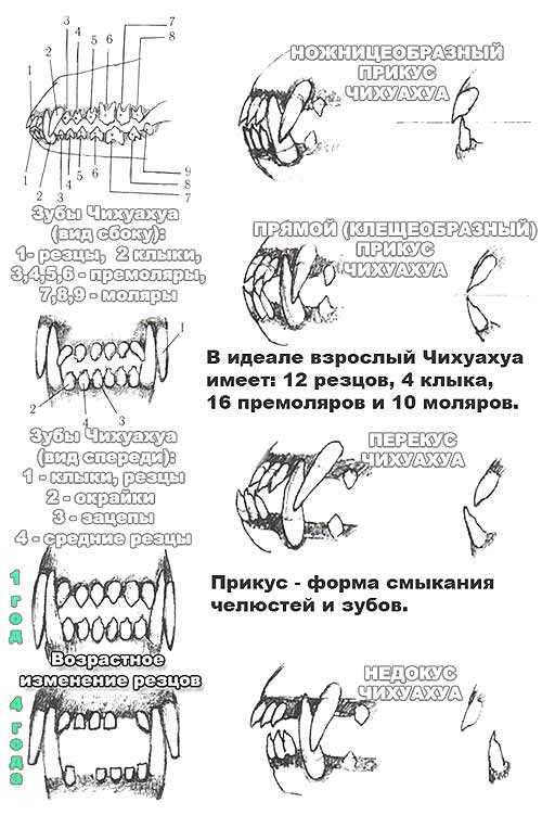 Молочные зубы у собак мелких пород схема