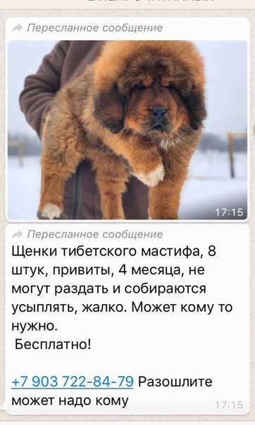 Тибетский мастиф - описание породы, плюсы и минусы