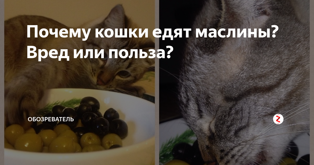 Некоторые человеческие продукты могут очень нравится кошкам, например, кошки могут есть оливки Вреден ли этот продукт для кошек и можно ли давать питомице оливки – расскажут