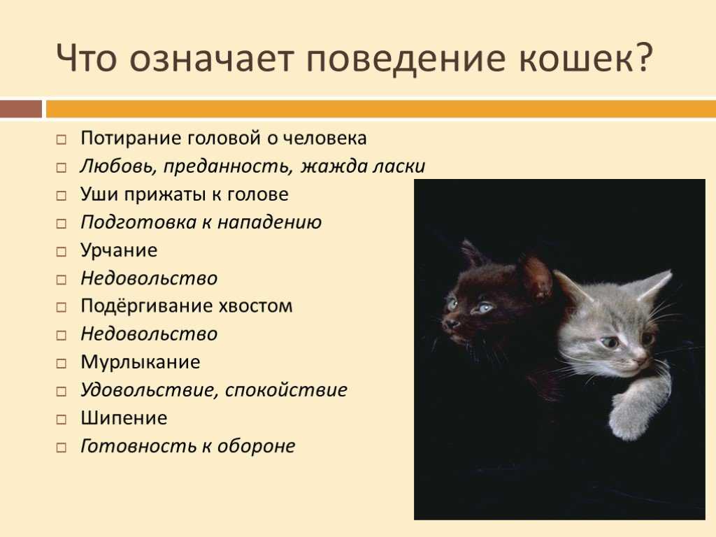 Какие особенности кошки. Поведение кошек. Поведение домашних животных. Особенности поведения кошек. Проанализировать поведение кошки.