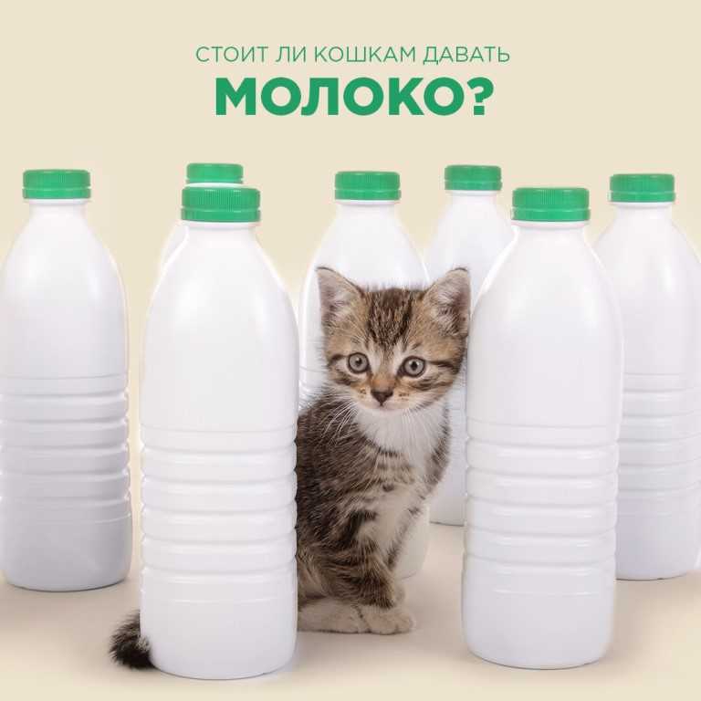Можно котам кефир. Кошка и молоко. Молоко для котов. Молочко для кошечки. Молоко для котят.