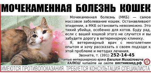Когда у кошек бывает инсульт, важно знать, что делать после...(ч.1)