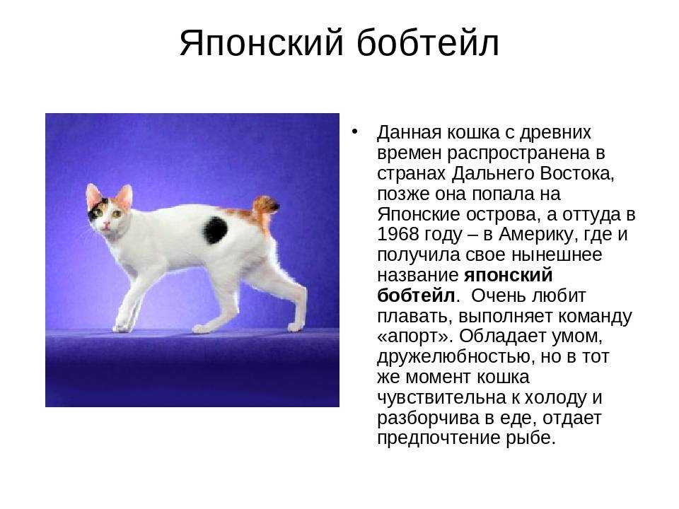 Курильский бобтейл характер отзывы достоинства и недостатки