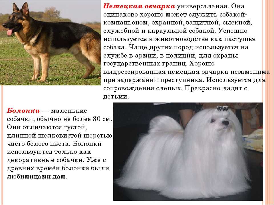 Бриар: происхождение, стандарт породы, уход, дрессировка, отзывы