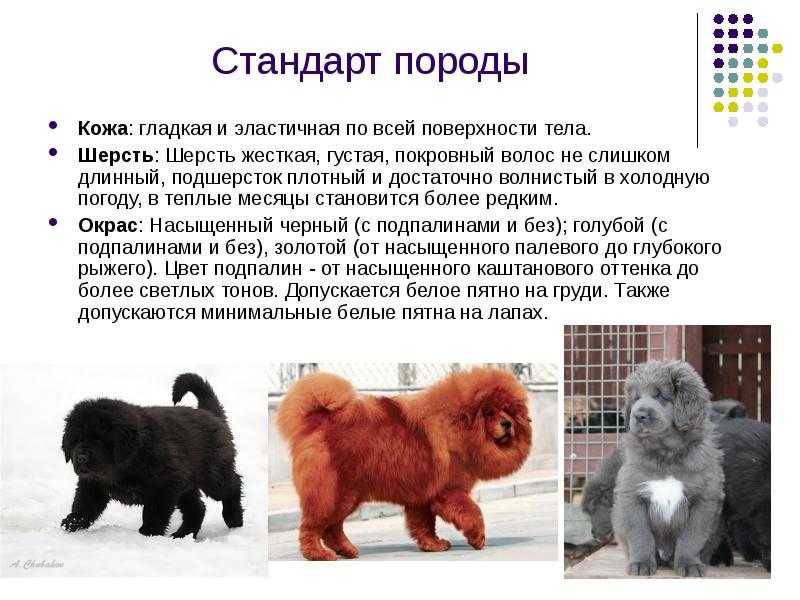 Тибетский мастиф: фото, характеристика и описание породы, видео, характер, уход за щенком