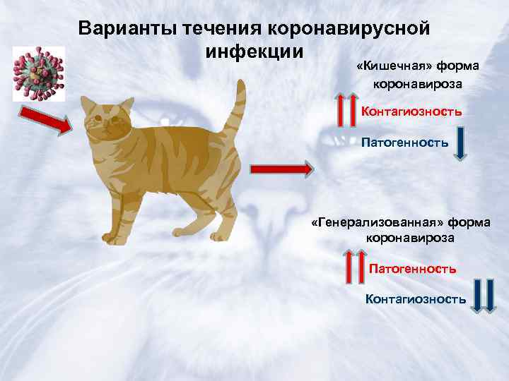 Профилактика кошек. Кошачий коронавирус симптомы. Коронавирусная инфекция у кошек. Коронавирусный гастроэнтерит у кошек. Коронавирус перитонит кошек.