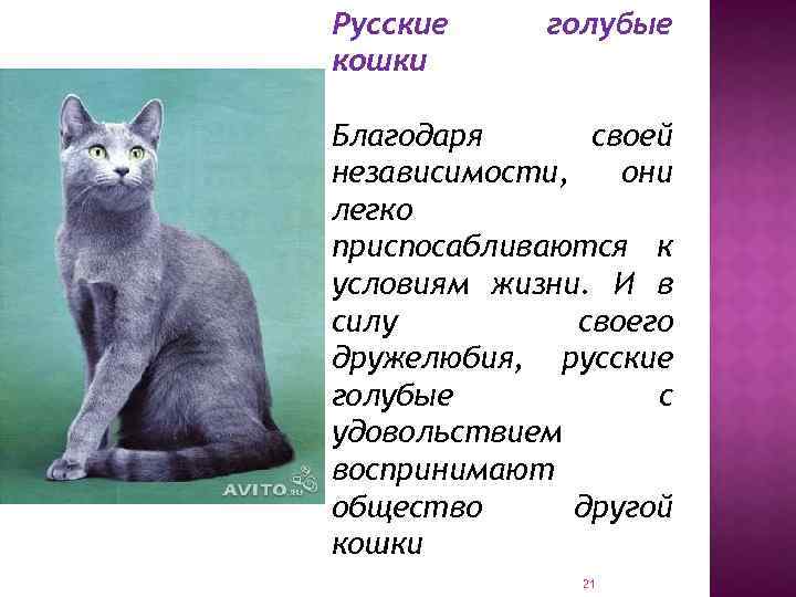 Британская порода кошек фото и описание характер