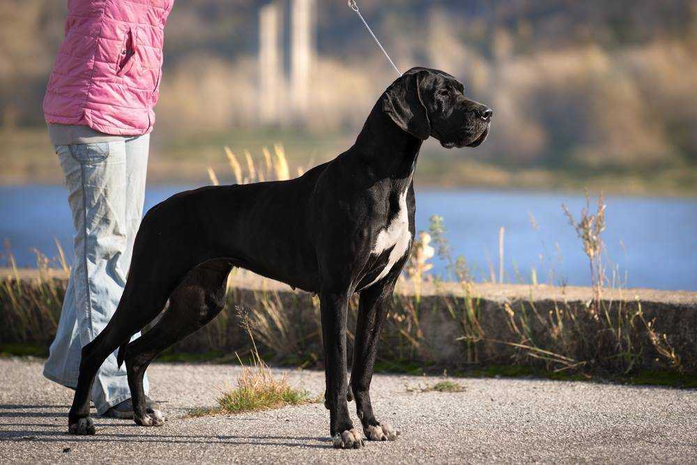 Порода собак немецкий дог и ее характеристики с фото