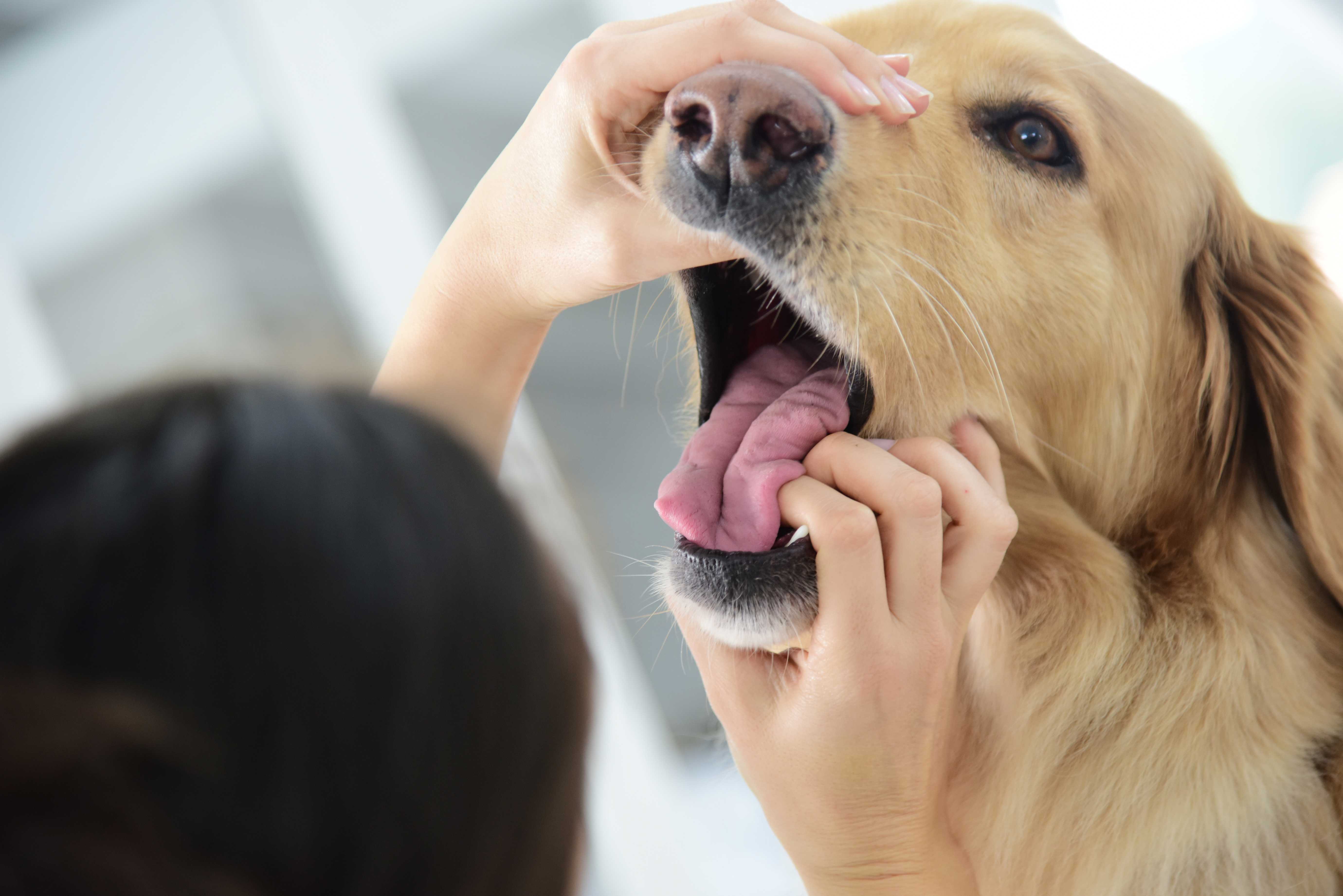 Собака сильный запах. Исследование ротовой полости у животных. Ротовая полость собаки зубы.