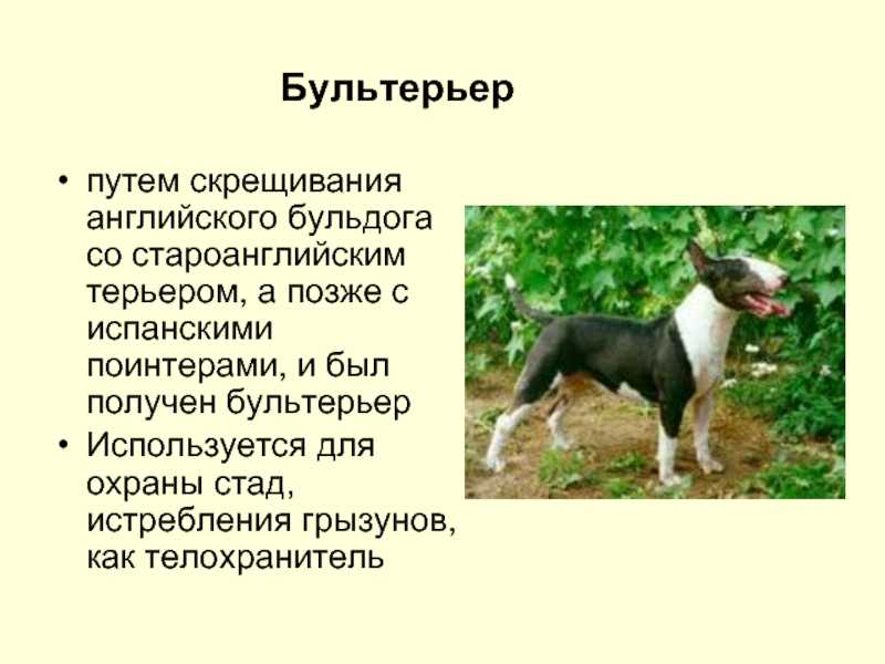 Бультерьер: подробное описание породы собак с фото и видео