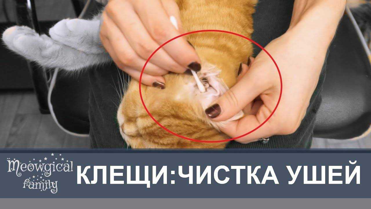 Как правильно почистить кошке уши