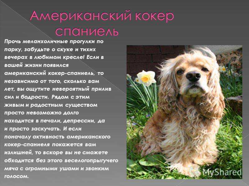 Стрижка английского кокер спаниеля: уход за щенком, содержание, фото, груминг, купирование хвоста, как стричь, как ухаживать