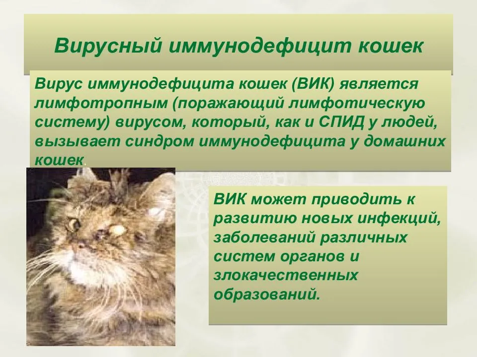 Лейкоз иммунодефицит. Вирус иммунодефицита кошек. Вирусные инфекционные заболевания кошек. Вирусные иммунодефициты у животных.
