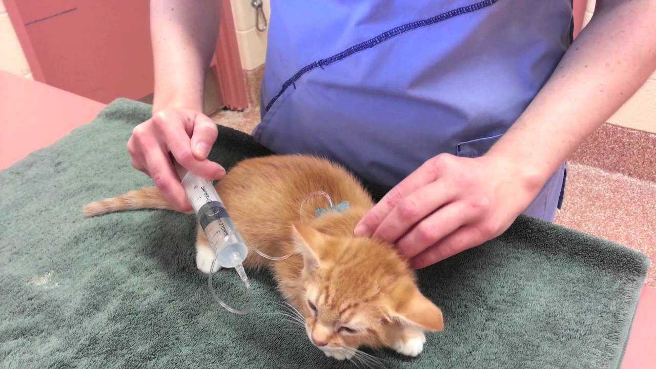 Коронавирус у кошек: симптомы и лечение