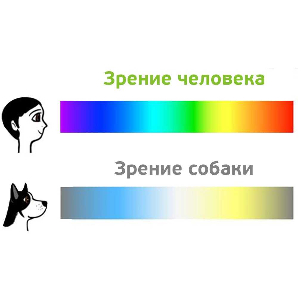 Зрение собак. Видят ли собаки цветную картинку. Различают ли собаки цвета. Как видят собаки цвета.