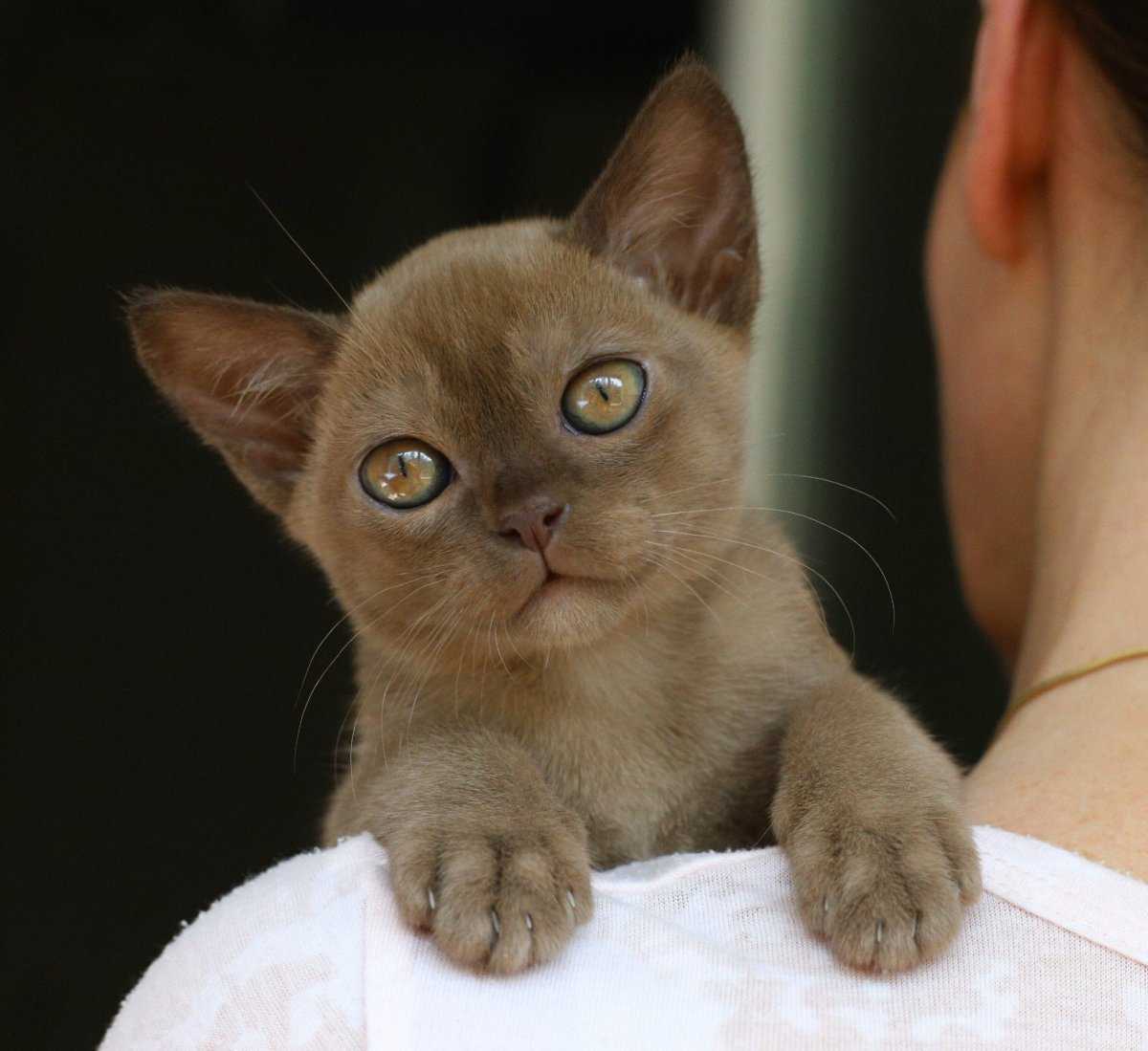 Американская бурманская кошка – описание пород котов