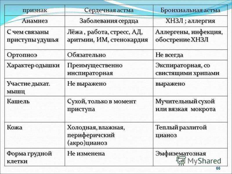Астма у кошек: симптомы + советы по лечению от ветеринаров