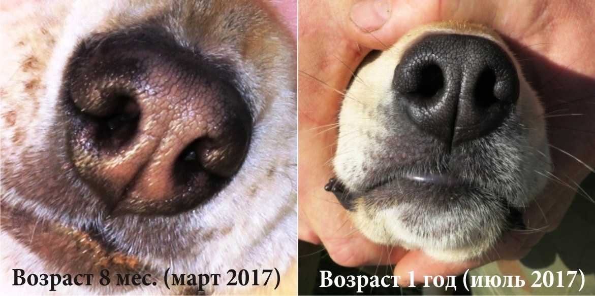 Какой нос у щенка. Ринопластика ноздрей у собак. Пигментация носа у собаки.