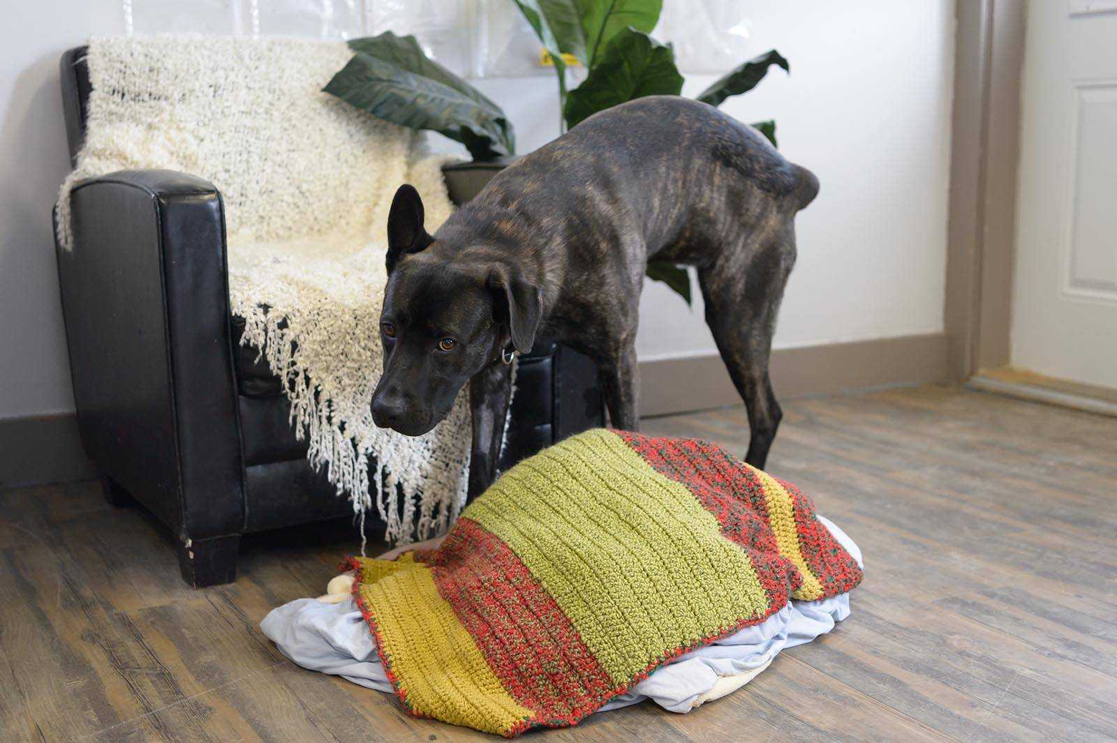 Любите чистоту, но ваша собака метит территорию Узнайте, как пошагово отучить собаку писать в квартире